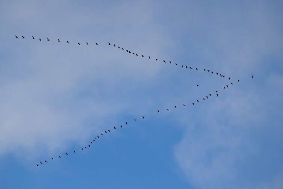 Pink-footed Geese Over The Lake, 1/640 sec, f/5.0, 200 mm, ISO 100