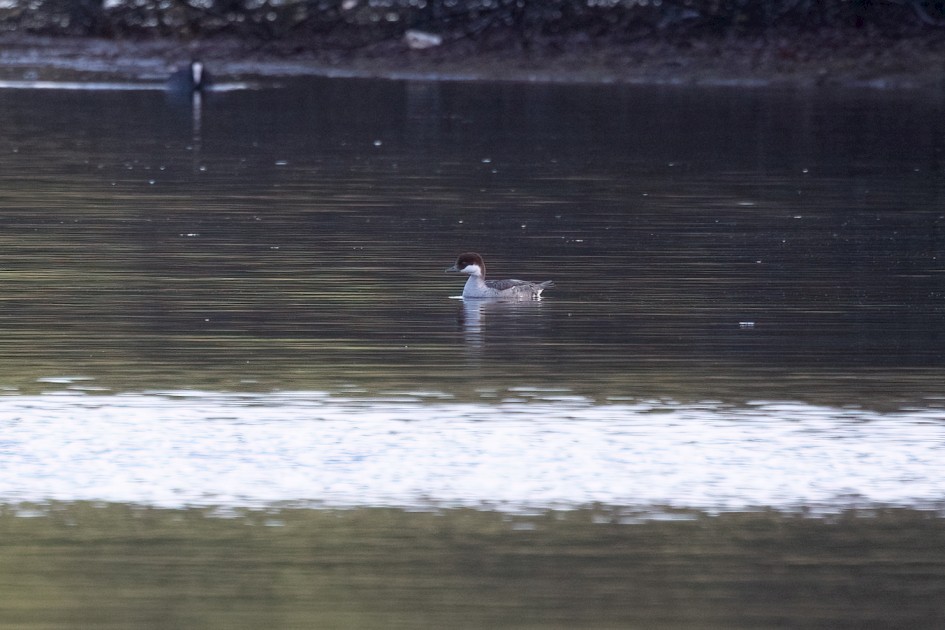 Smew, 1/500 sec, f/7.1, 500 mm, ISO 1250