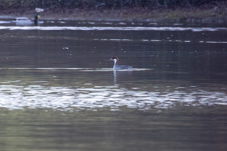 Smew, 1/160 sec, f/7.1, 500 mm, ISO 500