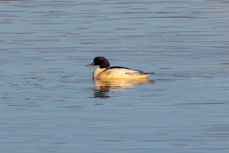 Goosander, 1/500 sec, f/7.1, 500 mm, ISO 100