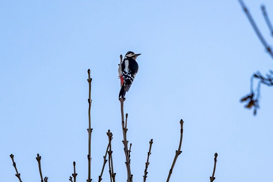 Great-spotted Woodpecker, 1/160 sec, f/7.1, 500 mm, ISO 320