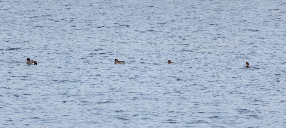 Wigeon, 1/125 sec, f/7.1, 500 mm, ISO 500