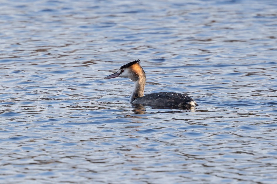 Great Crested Grebe, 1/500 sec, f/7.1, 500 mm, ISO 200