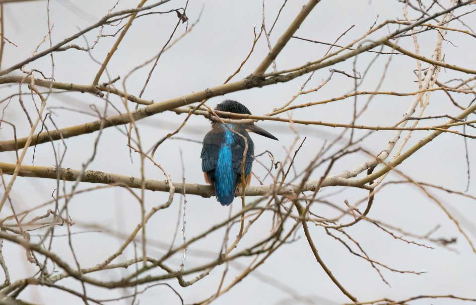 Kingfisher, 1/640 sec, f/7.1, 500 mm, ISO 6400