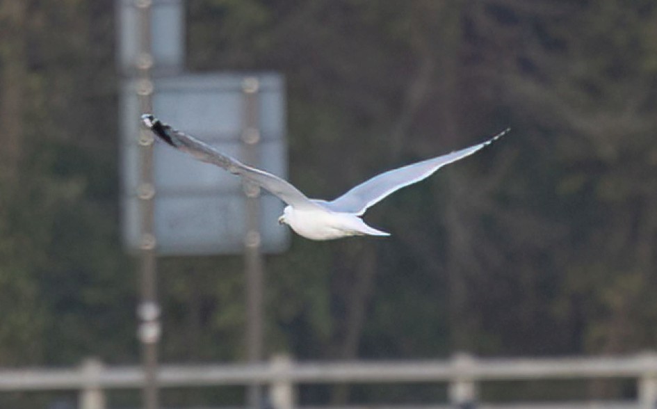 Herring Gull Underwing