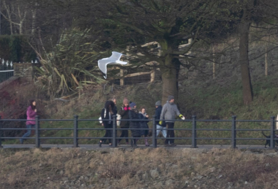 Herring Gull Upperwing, 1/640 sec, f/7.1, 472 mm, ISO 640