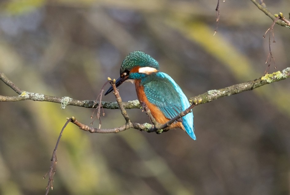 Kingfisher