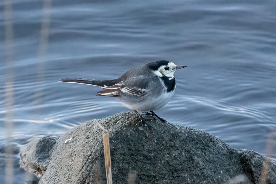 Pied Wagtail, 1/640 sec, f/7.1, 500 mm, ISO 20000