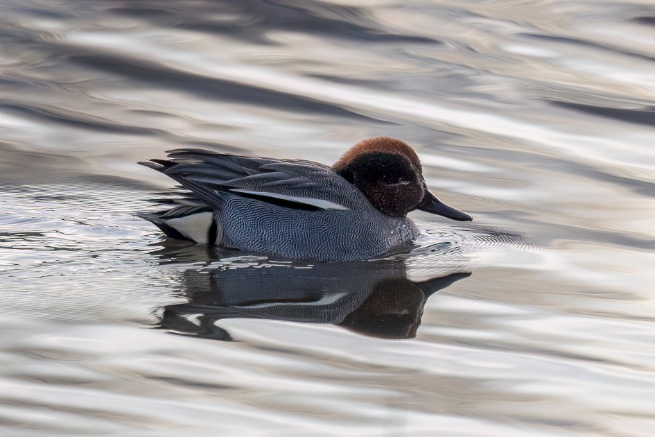 Teal, 1/640 sec, f/7.1, 500 mm, ISO 1000