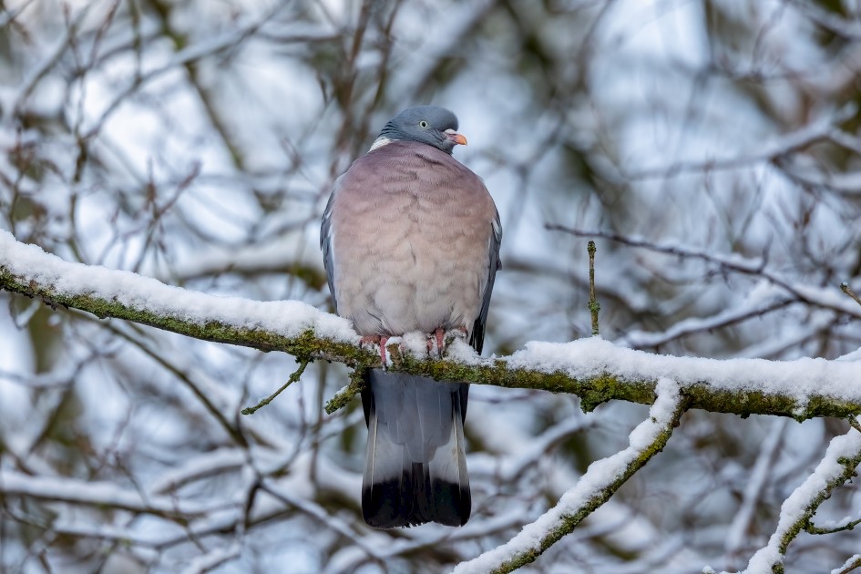 Wood Pigeon, 1/125 sec, f/6.3, 451 mm, ISO 400