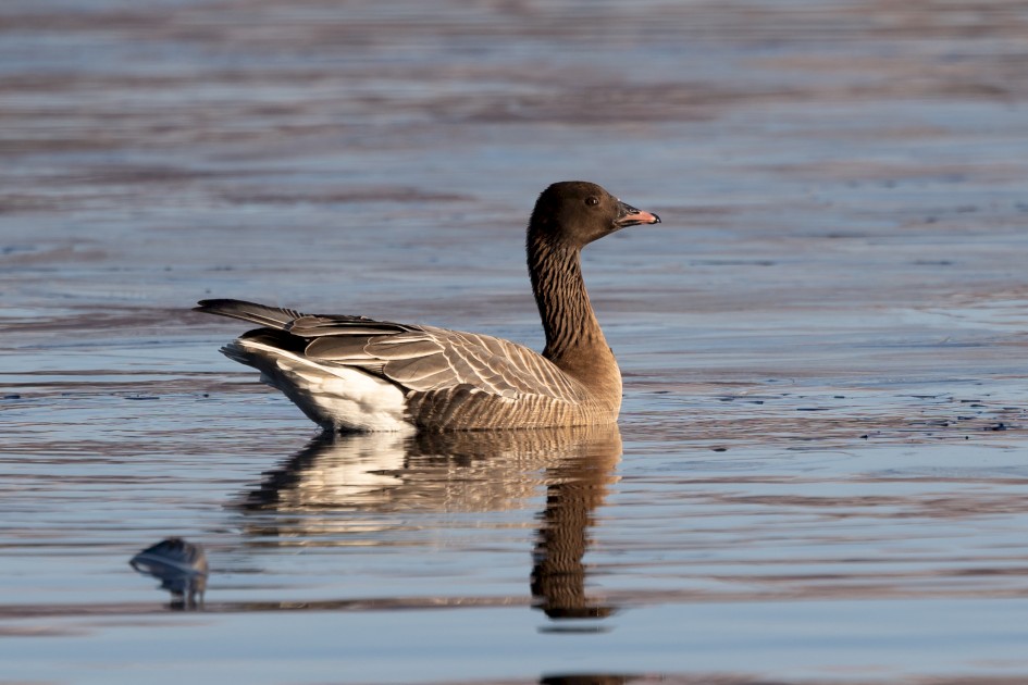 Pink-footed Goose, 1/500 sec, f/7.1, 500 mm, ISO 160