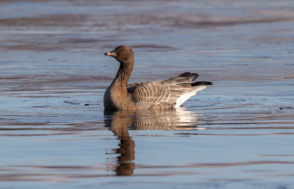 Pink-footed Goose , 1/640 sec, f/7.1, 500 mm, ISO 200