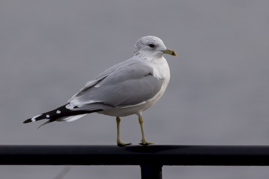 Common Gull, 1/250 sec, f/7.1, 500 mm, ISO 100