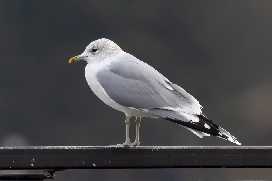 Common Gull , 1/125 sec, f/7.1, 500 mm, ISO 320