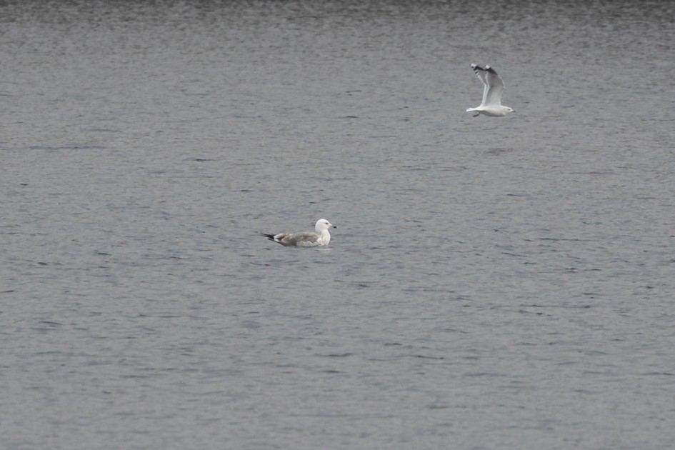 Putative Caspian Gull, 1/640 sec, f/7.1, 500 mm, ISO 640