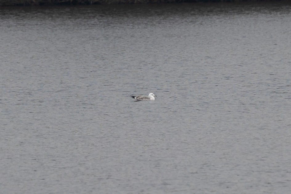 Putative Caspian Gull , 1/160 sec, f/7.1, 500 mm, ISO 160