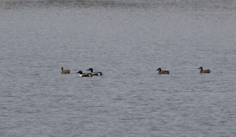 Shoveler, 1/160 sec, f/7.1, 500 mm, ISO 320