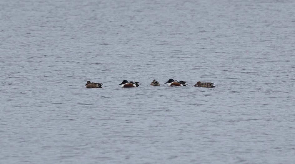 Shoveler, 1/500 sec, f/7.1, 500 mm, ISO 1000