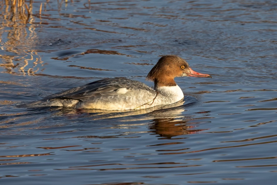 Goosander - Female , 1/640 sec, f/7.1, 500 mm, ISO 640