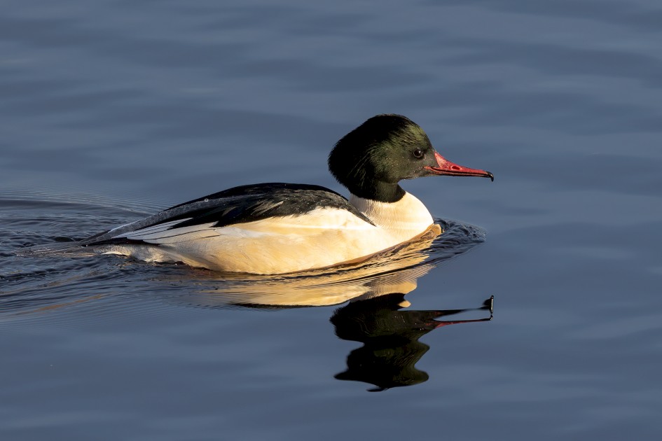 Goosander - Male, 1/640 sec, f/7.1, 500 mm, ISO 640