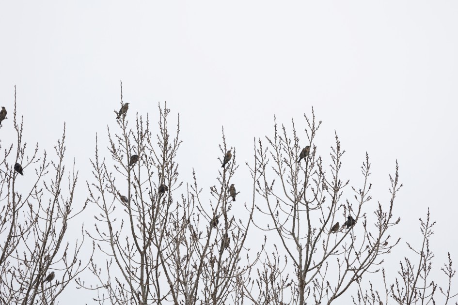 Fieldfares, 1/160 sec, f/7.1, 500 mm, ISO 320