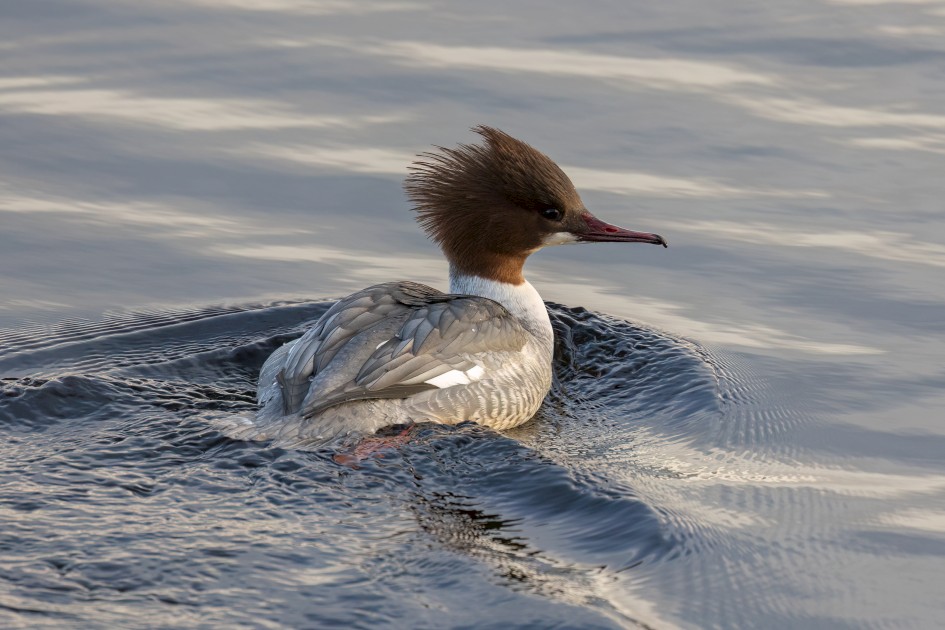 Female Goosander, 1/500 sec, f/7.1, 500 mm, ISO 1000