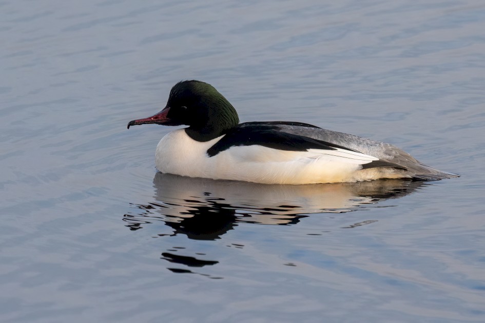 Male Goosander, 1/2000 sec, f/7.1, 500 mm, ISO 3200