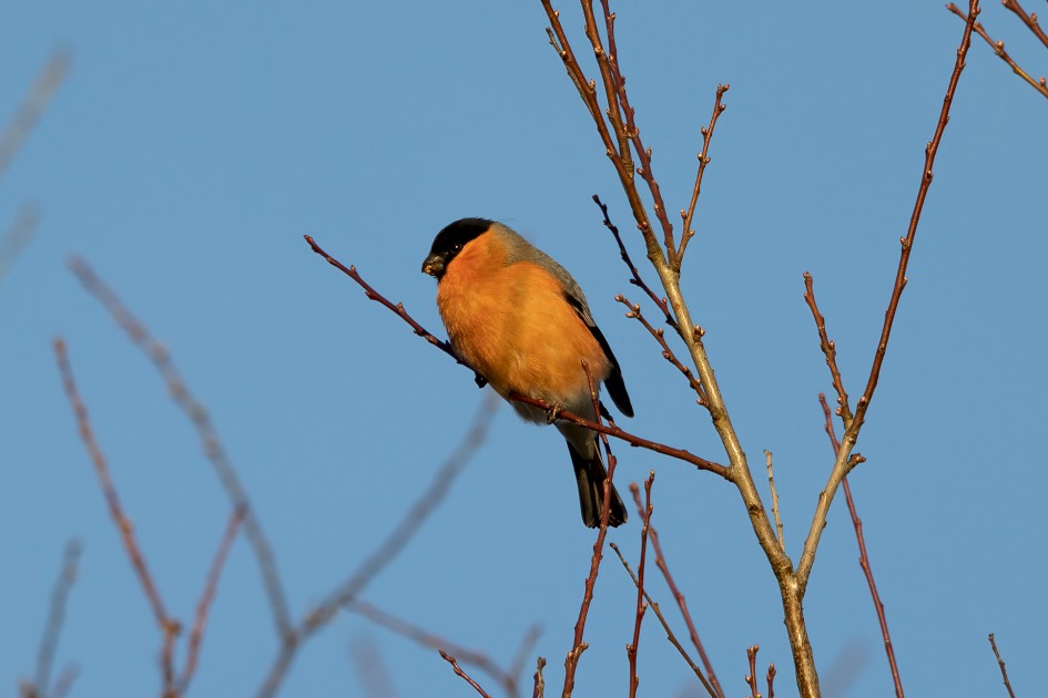 Bullfinch, 1/640 sec, f/7.1, 500 mm, ISO 250