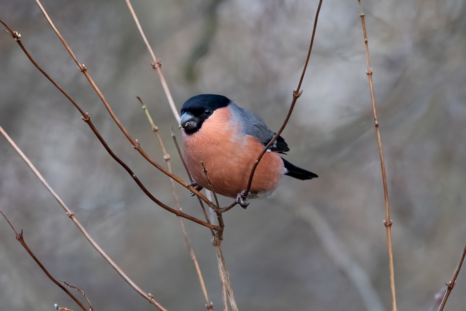 Bullfinch, 1/500 sec, f/7.1, 500 mm, ISO 4000