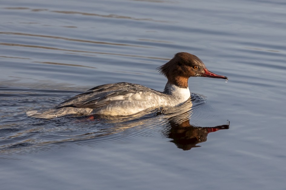 Goosander, 1/640 sec, f/7.1, 500 mm, ISO 400