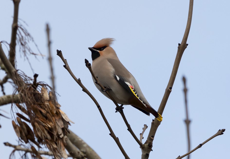 Waxwing , 1/640 sec, f/7.1, 500 mm, ISO 160