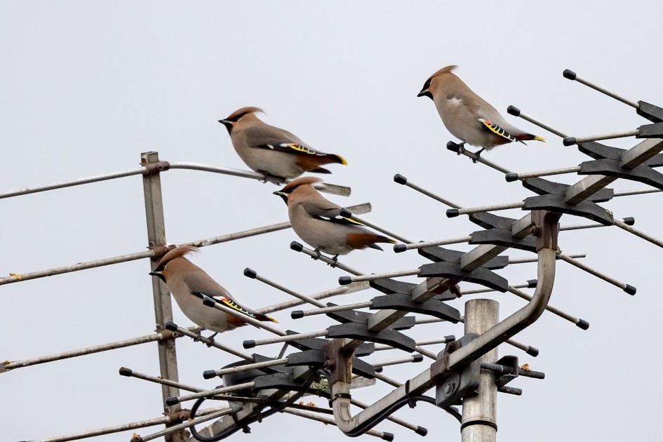 Waxwings, 1/500 sec, f/7.1, 500 mm, ISO 320