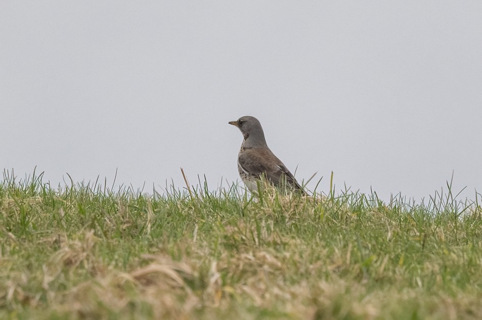Fieldfare, 1/640 sec, f/7.1, 500 mm, ISO 1000