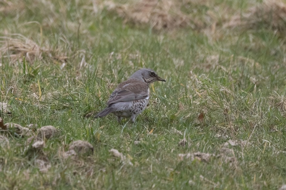 Fieldfare , 1/640 sec, f/7.1, 500 mm, ISO 1600