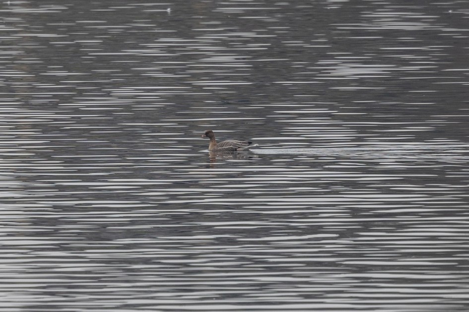 Pink-footed Goose, 1/160 sec, f/7.1, 500 mm, ISO 400