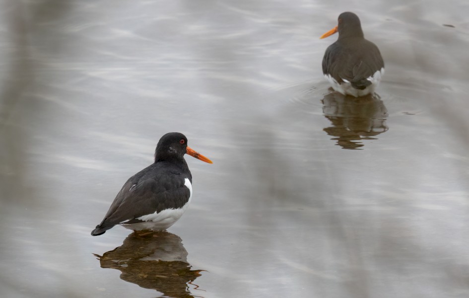 Oystercatchers, 1/500 sec, f/7.1, 500 mm, ISO 2500