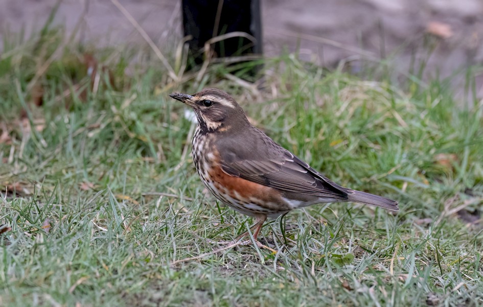 Redwing, 1/500 sec, f/5.6, 300 mm, ISO 3200