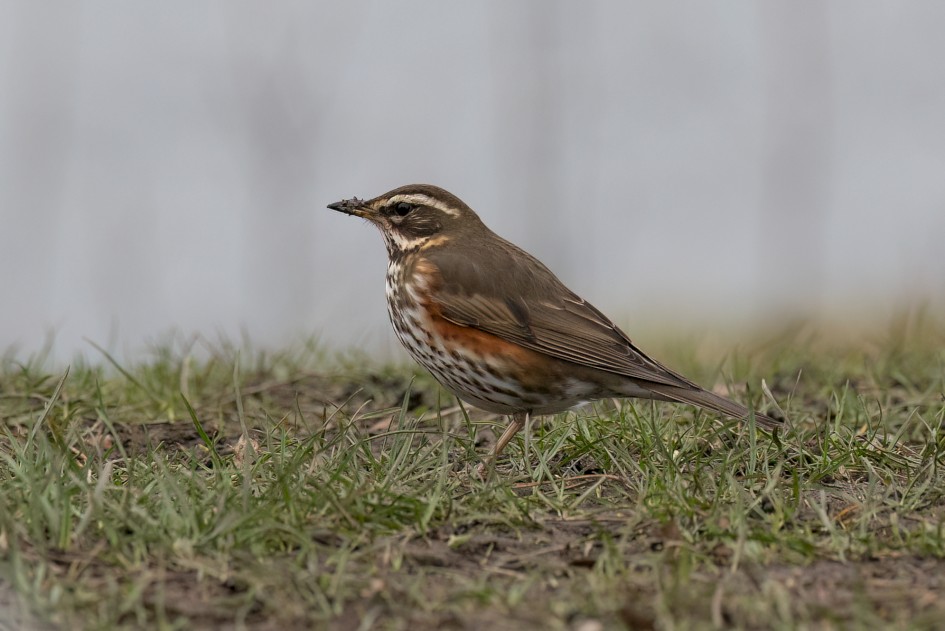 Redwing , 1/640 sec, f/5.6, 300 mm, ISO 1600