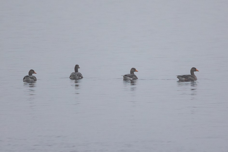 Greylag Geese, 1/500 sec, f/7.1, 500 mm, ISO 800