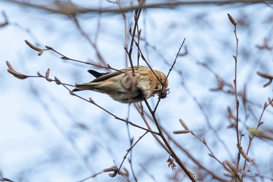Lesser Redpoll, 1/500 sec, f/7.1, 500 mm, ISO 1000