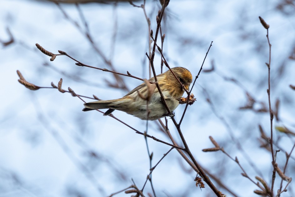 Lesser Redpoll , 1/500 sec, f/7.1, 500 mm, ISO 1000