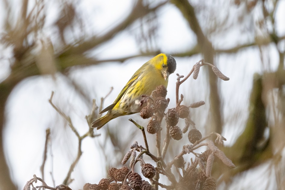 Siskin , 1/500 sec, f/7.1, 500 mm, ISO 1250