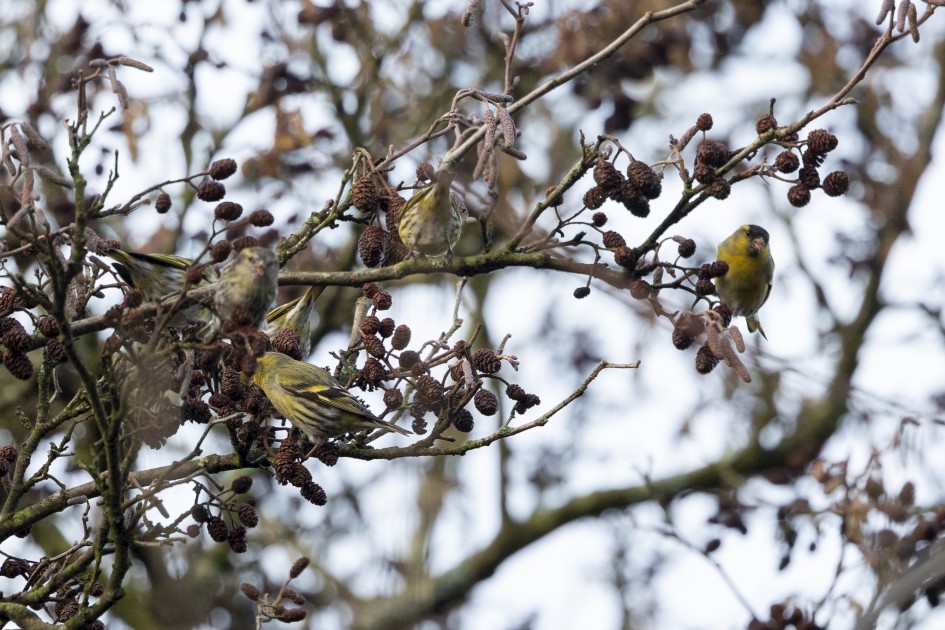 Siskins, 1/640 sec, f/7.1, 500 mm, ISO 1000