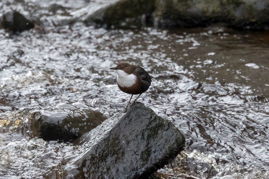 Dipper, 1/500 sec, f/7.1, 500 mm, ISO 5000