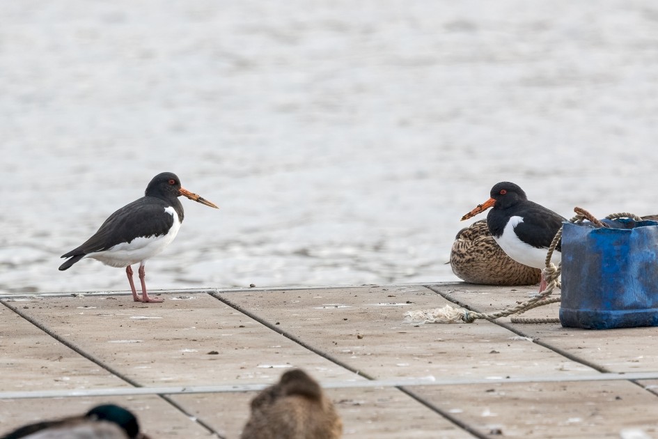 Oystercatchers, 1/500 sec, f/7.1, 500 mm, ISO 800