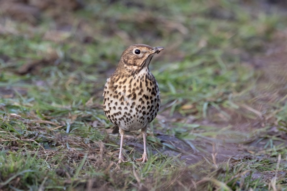 Song Thrush, 1/640 sec, f/7.1, 500 mm, ISO 1250