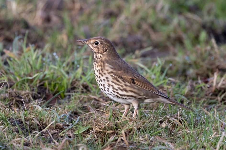 Song Thrush , 1/640 sec, f/7.1, 500 mm, ISO 1250