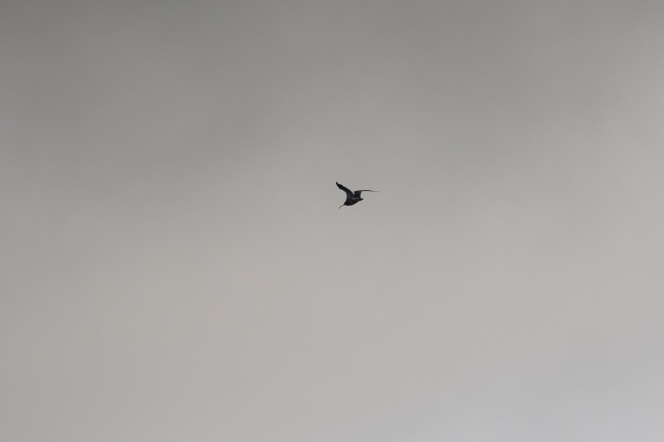 Curlew, 1/800 sec, f/7.1, 500 mm, ISO 100