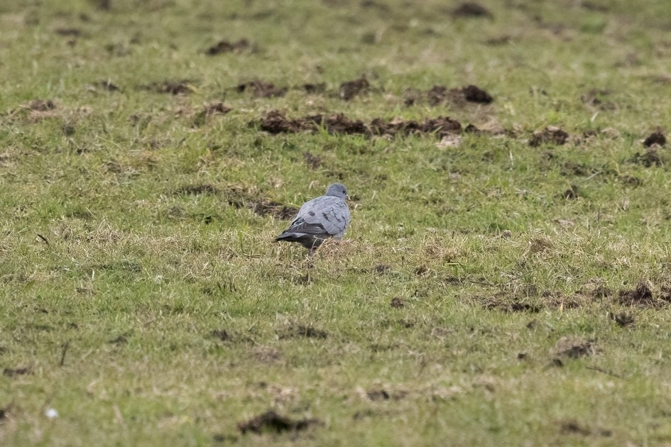 Stock Dove, 1/640 sec, f/7.1, 500 mm, ISO 3200