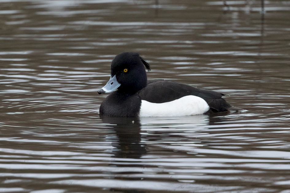 Tufted Duck, 1/640 sec, f/7.1, 500 mm, ISO 4000